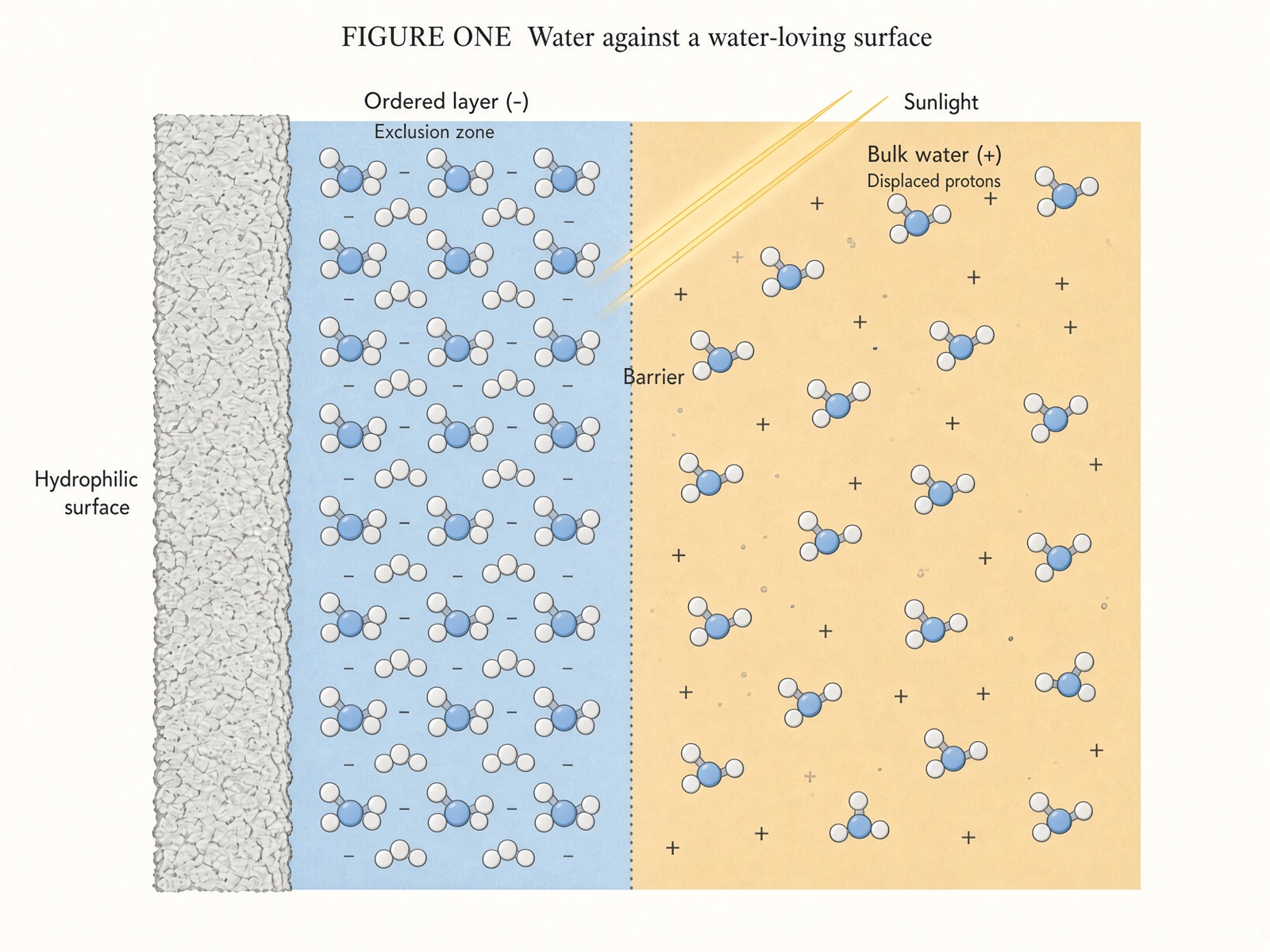 An ordered layer of water building outward from a surface, charge separating beyond it